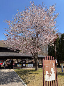 ４月３０日に満開となった桜